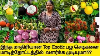 Must-Have Exotic Fruit Plants for Terrace Garden | டெரஸில் கட்டாயம் வைத்திருக்க வேண்டிய பழ செடிகள்