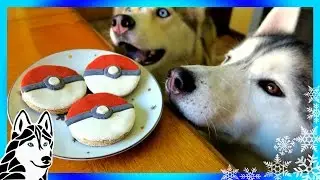 DIY POKEBALL DOG TREATS | Snow Dogs Snacks 59 | DIY Dog Treats