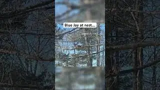 Blue Jay flying and at nest
