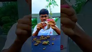 Reverse Planting a Plant #shorts#shortvideo #viral #Reverse plant #experiment