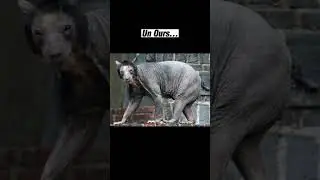 Abonne toi chef #abonnetoi #merci #lesavaistu #animaux #shorts #short