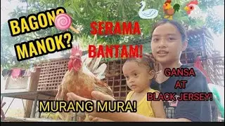 SERAMA BANTAM PRICE| TIGNAN ANG QUALITY NG NABILI NAMIN!