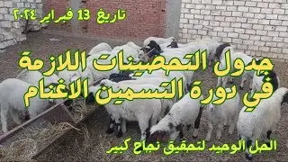 تعرف الان علي جدول التحصينات اللازمة في دورة التسمين الاغنام لتحقيق نجاح كبير