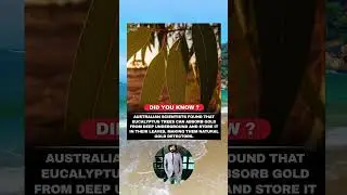 AUSTRALIAN SCIENTISTS FOUND THAT EUCALYPTUS TREES CAN ABSORB GOLD FROM DEEP UNDERGROUND AND STORE