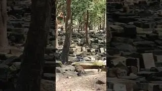 monkey #family #animals #forest #adventure #nature #shortvideo #shorts #holiday #lifestyle