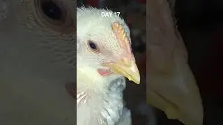 Day 17 of our poultry farming 🐥🐔 #shorts #short #trending #shortvideo #shortsfeed #funny #viral