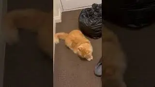 Is the orange cat innocent? #viral