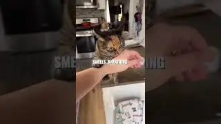Why Cats Sit on Your Face?