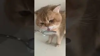 numnum cat
