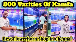 King Kamfa 10.7 India 🇮🇳 | 800 different designs of kamfa | kolathur fish market