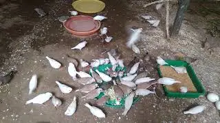 Finches Colony breeding | Egg food for finches