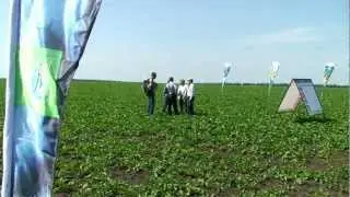 Защита сахарной свеклы. Подход компании Bayer CropScience