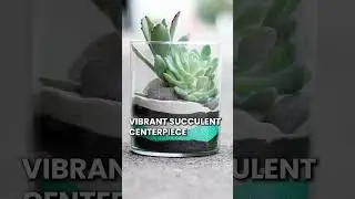 Как выращивать суккуленты в винных бокалах #шорты