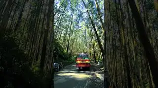 Ooty Pine trees 🌴🌴. #ooty #ootytrip #pineforest #traveller #scenery #scene