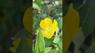 Beautiful primrose willow flowers || Home Gardening | #flowers #youtubeshorts #shorts #trending