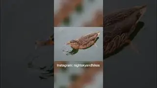 Stunning Duck on Water: Watch This Female Glow in Vibrant Colors!
