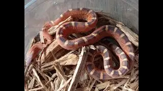 Join me as I feed my colubrid snake collection