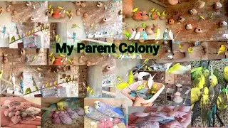 Australian Parrot Colony🦜 With Jawa Or Lovebirds😌 😎So Amazing Progress😎@PARROTDIPANKAR 
