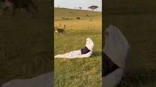 Leopard & Tiger attack men in funny video epic wild encounter #wildlife #funny #animalattack