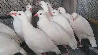 White Amracan Chakoor Breeder Pair Big Size