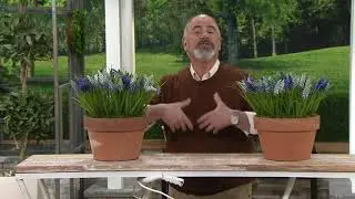 Barbara King 20-Piece Fragrant Grape Hyacinths on QVC