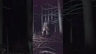 RIver Gorge Skinwalker #skinwalker #creepy #midnight #forest