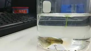 # Livebirth in beaker