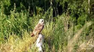 Uggla. jorduggla. Short-eared owl.