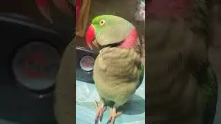 Mummy Bolne Wala Mitthu 😊&hearts;️ #parrot #funny #birds #parrottalking #pets #parrotmummy #mummy #mithu