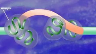 Exon Shuffling [HD Animation]