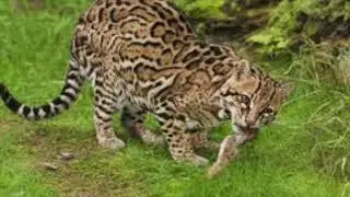 About the OCELOT