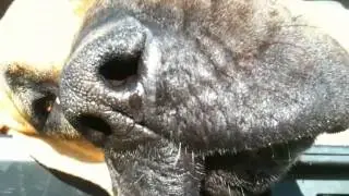 Even Olive snot is cute!