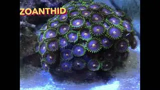 Top 5 Easiest Corals to Keep
