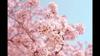 Japanese Style Music Compilation