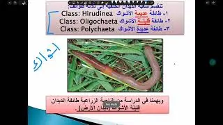 مُراجعة المحاضرة  الخامسة عِلم حيوان (الديدان الحلقية)