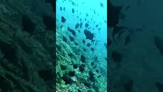 In the blue sea, white foam. #bali #diving #divingbali #fish #ocean #nature #travel #бали #дайвинг