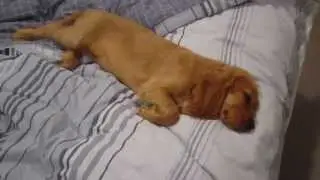 Sleepy English Cocker Spaniel Puppy Relaxing on the Bed