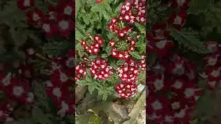 beautiful verbena flower with bloom of flower 🌺🌻🌹🌷mix color