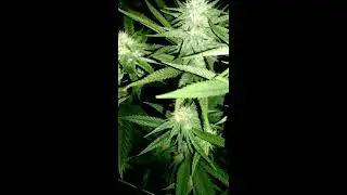 Flower tent grow- Alien Cookies, SunSet Sherbert, Dank OG , Blue Dream