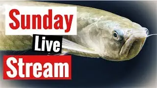 Sunday live fish keeping, discus fish and arowana care