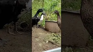 разговор по душам #a heart-to-heart conversation #утки #duck #villagelife #деревня