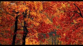 Pan Vivaldi - 4 Pory Roku - Jesień - skrzypce Natalia Walewska // Autumn, A. Vivaldi Four Seasons