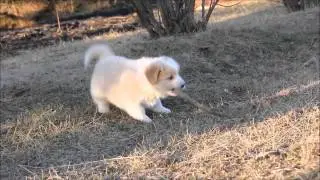 Puppies Border collies ee-red