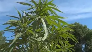 Remedy Weeds