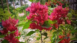 Foxtail Red Bougainvelia plant || foxtail red || Bougainvelia plant || Kagojful || Baganbilash..
