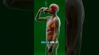 This Is How Coffee Wakes Up Your Brain & Body 😱 #information #3d #facts #youtubeshorts #youtube