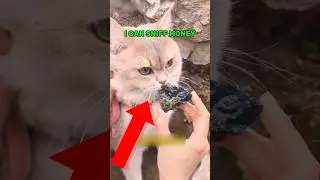 Why You Should Bring Cats On Cave Treasure Hunting #cat #funny #shorts