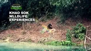 Khao Sok National Park | Cheow Lan Lake | Wildlife