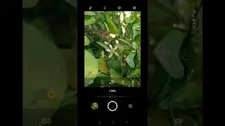 small flower short / follow for more tricks/... #shorts #video #viral