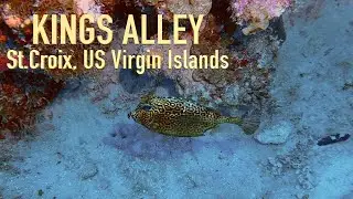 360° Underwater Adventure at Kings Alley, St. Croix | US Virgin Islands Dive Experience.